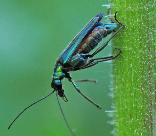 Oedemera nobilis